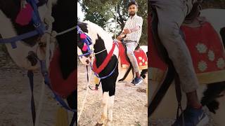 horse runing video🐎  horse race video🐎  shorts animal horse [upl. by Anelra]