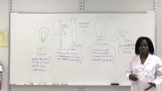 Intro to Spectrophotometry [upl. by Vacuva907]