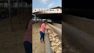 ❤️🥖गौ माता को रोटी खिलाया 🥖❤️ youtubeshorts shravanseva cow trending [upl. by Ennairrac359]