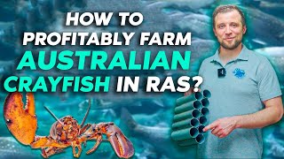 Overview of a RAS farm for growing AUSTRALIAN RED CLAW CRAYFISH  Business ideas 2022 [upl. by Vasquez]