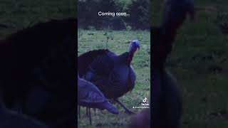 Turkey season 2024 loading… feathersandfins turkeyhunting hunting [upl. by Aicirtac]