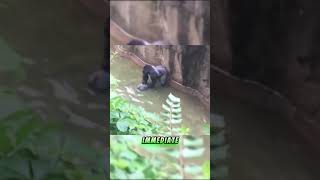 Harambe the Gorilla A Tragic and Controversial Tale harambe gorilla animals zoo [upl. by Oshinski]