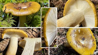 Pilzportrait  Ockergelber Täubling Ockertäubling Zitronentäubling  Russula ochroleuca [upl. by Camala]