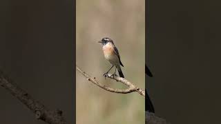 Siberian stonechat siberianstonechat birdwatchingbyranjit birdwatching birds [upl. by Yelrahs]