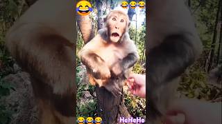 Monkey love funny funny sanjaymauryacomedian realfoolsshorts63 comedy funnyshorts funnyvideo [upl. by Aliac]