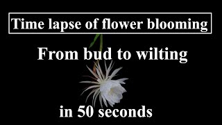 Time lapse of flower blooming From bud to wilting in 50 seconds [upl. by Lipson]