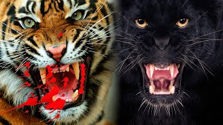 The Most DANGEROUS BIG CATS In The World [upl. by Akemat]