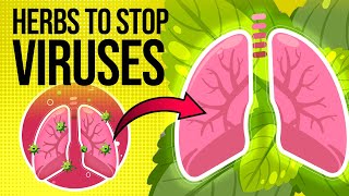 10 Best Herbs for Lung Health Clear Mucus Combat Viruses and Support COPD Relief [upl. by Adamson966]