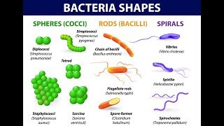 Microbiology of Bacterial Morphology amp Shape [upl. by Traver]