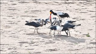 Saddlebilled Stork feeding youngsters Kruger National Park [upl. by Eetak606]