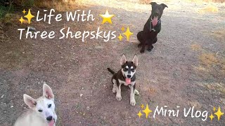 Life With Three Shepskys  Gerberian Shepskys  Mini Vlog  Food Meal  Hiking  Training  Pool [upl. by Ylus]