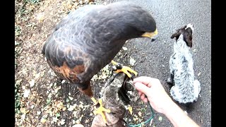 HARRIS HAWK WOODY WILL HE CATCH HIS DINNER FIRST HUNT 20232024 [upl. by Iveson]