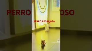 PERRO PEGRILOSO ulisesvochidovlogs vochido77 vochido66 vochido69 humor funnyvideo funny [upl. by Yecies]