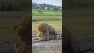 Lion Meeting Video shorts animals lion youtubeshorts shortsfeed [upl. by Anerhs]