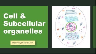 Cell structure and functions በአማርኛ Grade 7 Biology unit 2 part 2 [upl. by Rina572]