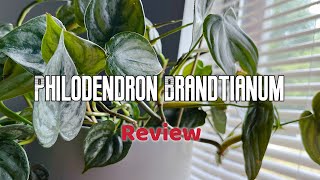 Philodendron Brandtianum  Review [upl. by Gnilsia]