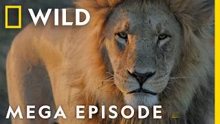 Savage Kingdom Season 4 MEGA EPISODE Compilation  Nat Geo Wild [upl. by Hwang350]