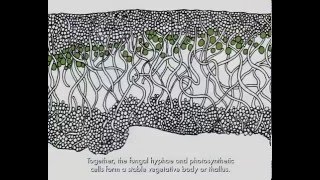 Lichen Biology [upl. by Otreblif]