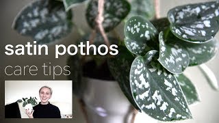 SATIN POTHOS Plant Care Tips  Scindapsus Pictus Houseplant Care [upl. by Esiuolyram10]