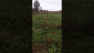 Planting Black Walnut for Timber Part 3 2017 [upl. by Llewon]