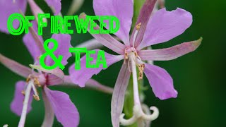 Of Fireweed amp Tea fireweed tea foraging [upl. by Agiaf]