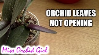 QampA  Orchid leaves not opening whats wrong [upl. by Onstad432]