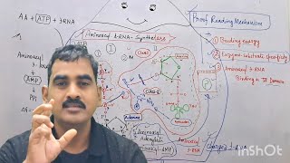 Aminoacyl tRNA Synthetase Part II PROOF Reading Mechanisms [upl. by Aloysia558]