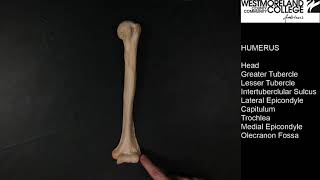 Bone Anatomy  Humerus [upl. by Nyrual]