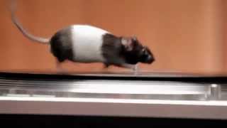 Rodents on Turntables [upl. by Emorej]