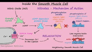 Nitroglycerin Mechanism of Action for Angina Pectoris [upl. by Hanala]