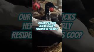 Cozy cayuga ducks farming domesticduck bird [upl. by Pascia]