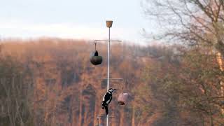 Unieke staande voederstations voor vogels  WITBOSCH [upl. by Ihcego]