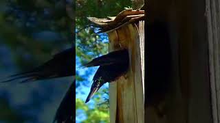 European Starling Parent Tries to Feed Chicks a Big Chunk of Food [upl. by Enilreug]