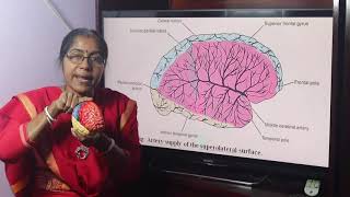 Lecture On Artery Supply Of Different Surfaces Of The Cerebrum [upl. by Kari869]