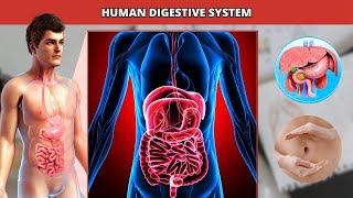 The Truth About Digestion amp Gut Health Revealed [upl. by Ennaillek]