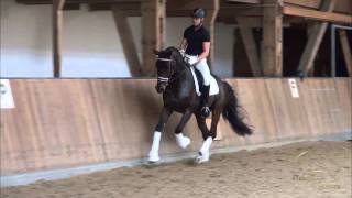 wwwdressagetalentscom  Summerwine [upl. by Ethe469]