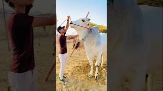 World Biggest Sibbi Cow😳cowmandishortsshortsfeedcow [upl. by Gonagle184]