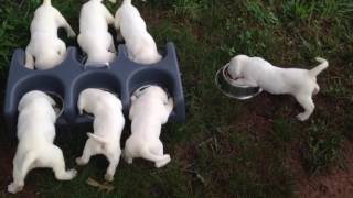 Southern Pride Labs  White Lab Puppies [upl. by Callas]