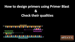 How to design primers using Primer Blast NCBI and check their qualities using Generunner [upl. by Apps]