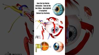 How the Eye Works Animation How Do We See Video Nearsighted amp Farsighted Human Eye Anatomy short [upl. by Hsihsa820]