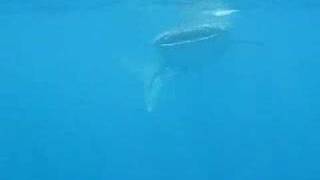 Snorkeling with Whale Sharks  Oceanic Society [upl. by Milt116]