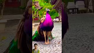 The most beautiful peacocks that you cant help but see animals cute short [upl. by Alegre771]