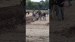 Traditional Horse Ploughing at the Forest of Arden Ploughing Match Sunday 15th September 2024 [upl. by Ellenid762]