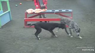 Arena Brekkies Adult Danes n Poppins ChrisE Lynn 332024 exploreorg [upl. by Burrill]