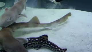 Feeding bamboo sharks [upl. by Oakie]