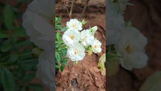 తెలుపు రంగు కాశ్మీర్ గులాబీ gardening nurserylive flowernursery flower nursery plant [upl. by Essiralc]