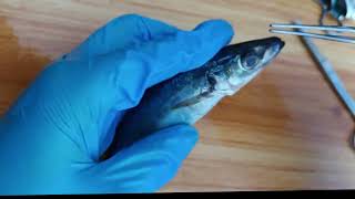 AQUA  Mackerel Scad Galunggong  Anatomy amp Dissection G3B [upl. by Nirrac]