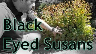 What To Do With Your Black Eyed Susans [upl. by Kcirdec]