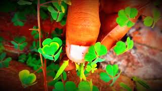 Explosive Seed Dispersal In oxalis Plant🌱 [upl. by Airdnax835]