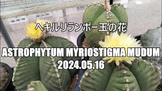 ヘキルリランポー玉の花 Astrophytum myriostigma mudum 2024 05 16 [upl. by Olihs529]